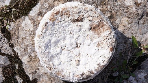 Golden Ring Cheese Golden_ring_cheese.jpeg