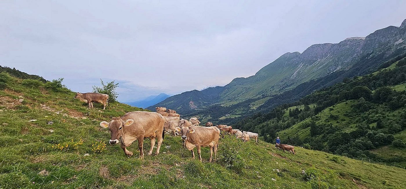 Krave na paši
