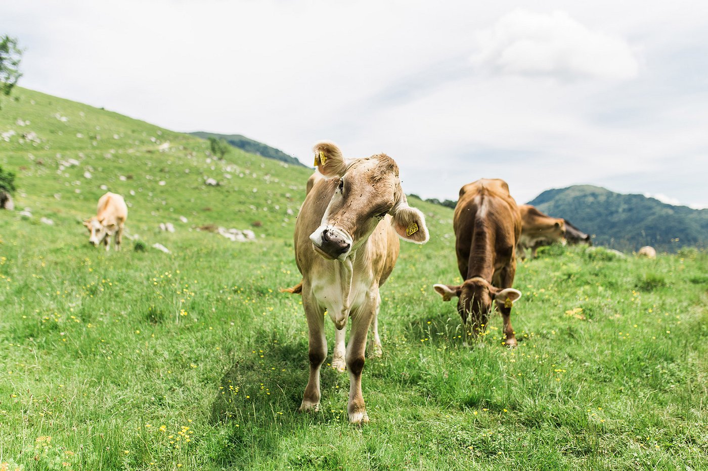 10-planina-_14_-Katarina-Rutar-Ipavec.jpg
